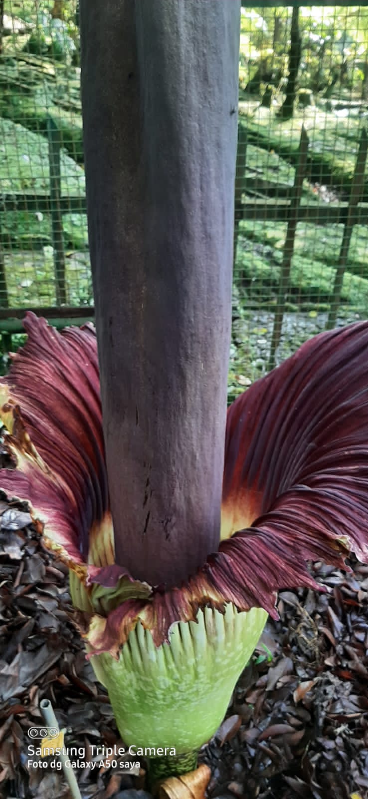 Bunga Bangkai Kembali Mekar di Kebun Raya Cibodas